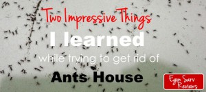 2 Impressive Things I Learned While Trying to Get Rid Ants House