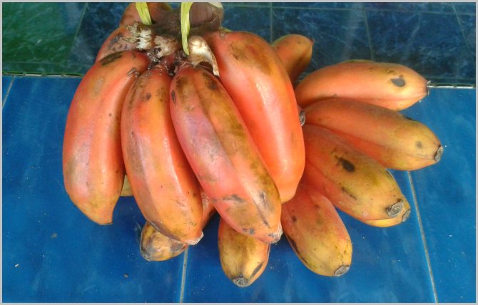 The bunch of red bananas