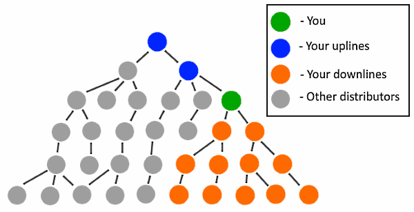 Uplines and downlines in the pyramid MLM scheme